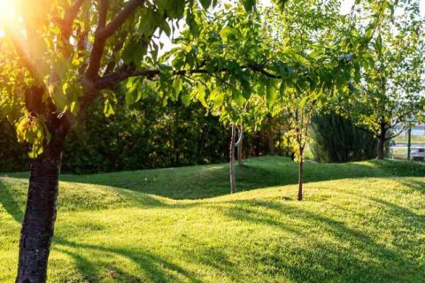 A green lawn with lot if trees