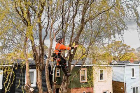A worker cutting a branches on a tree