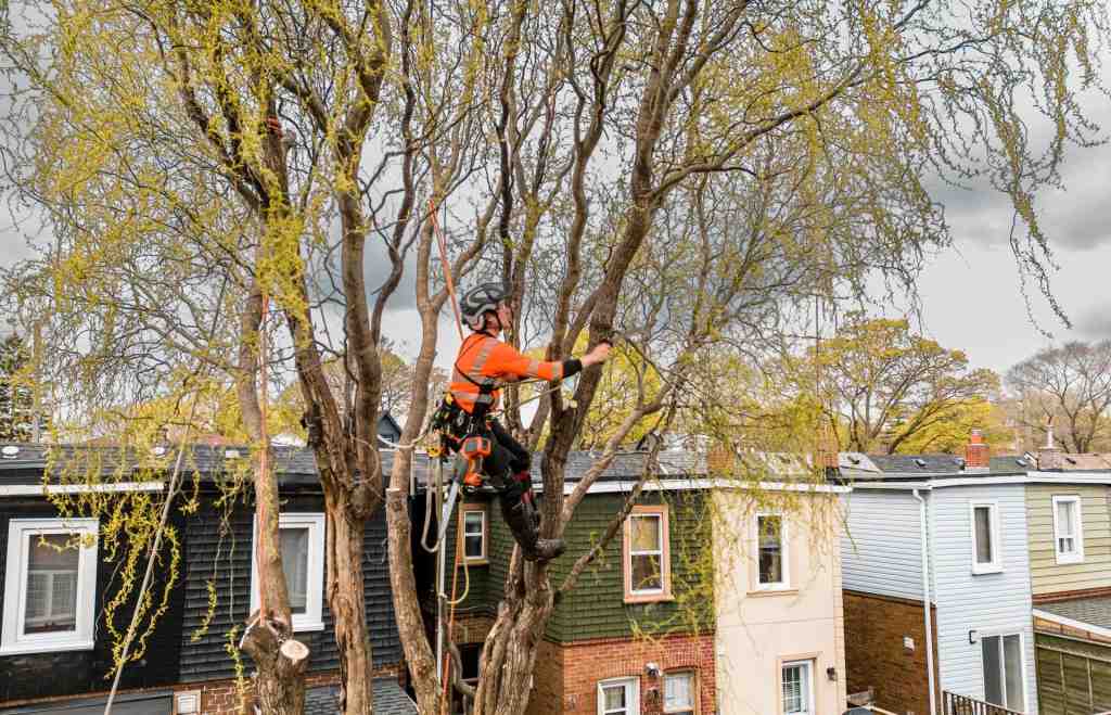 A worker cutting a branches on a tree