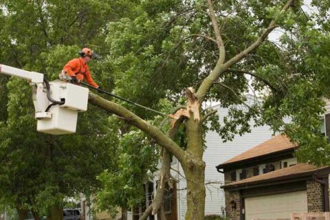 A worker cutting a branches on a tree