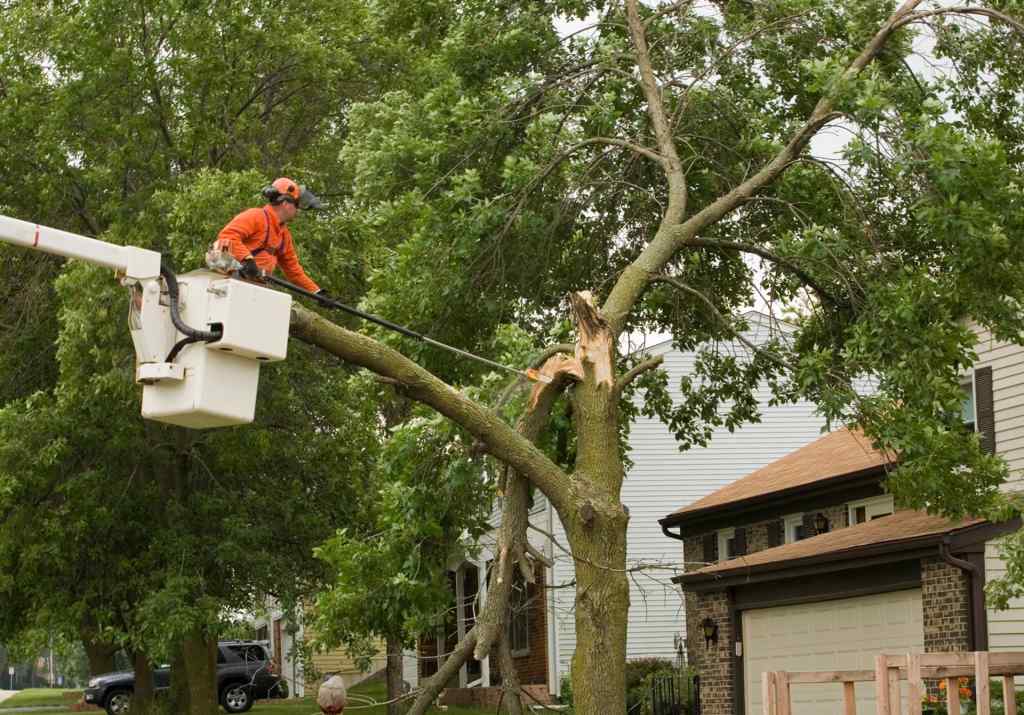 A man cutting branches on a fallen tree