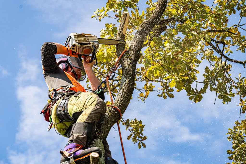 A worker cutting a branches on a tree