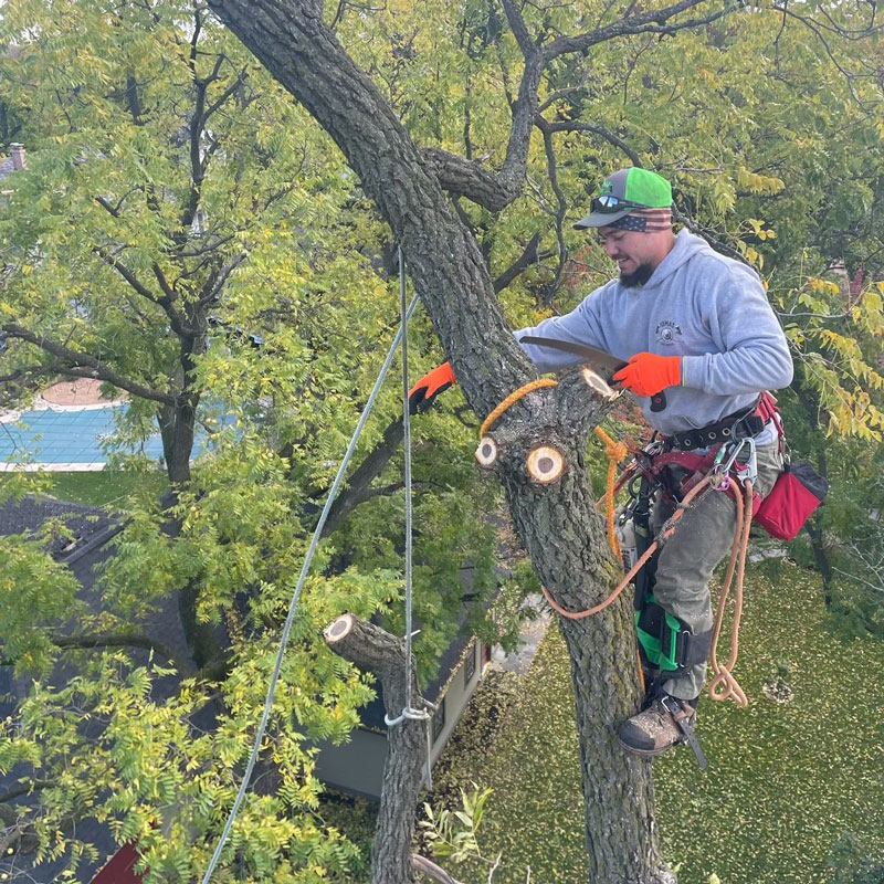 man in a tree with a harness